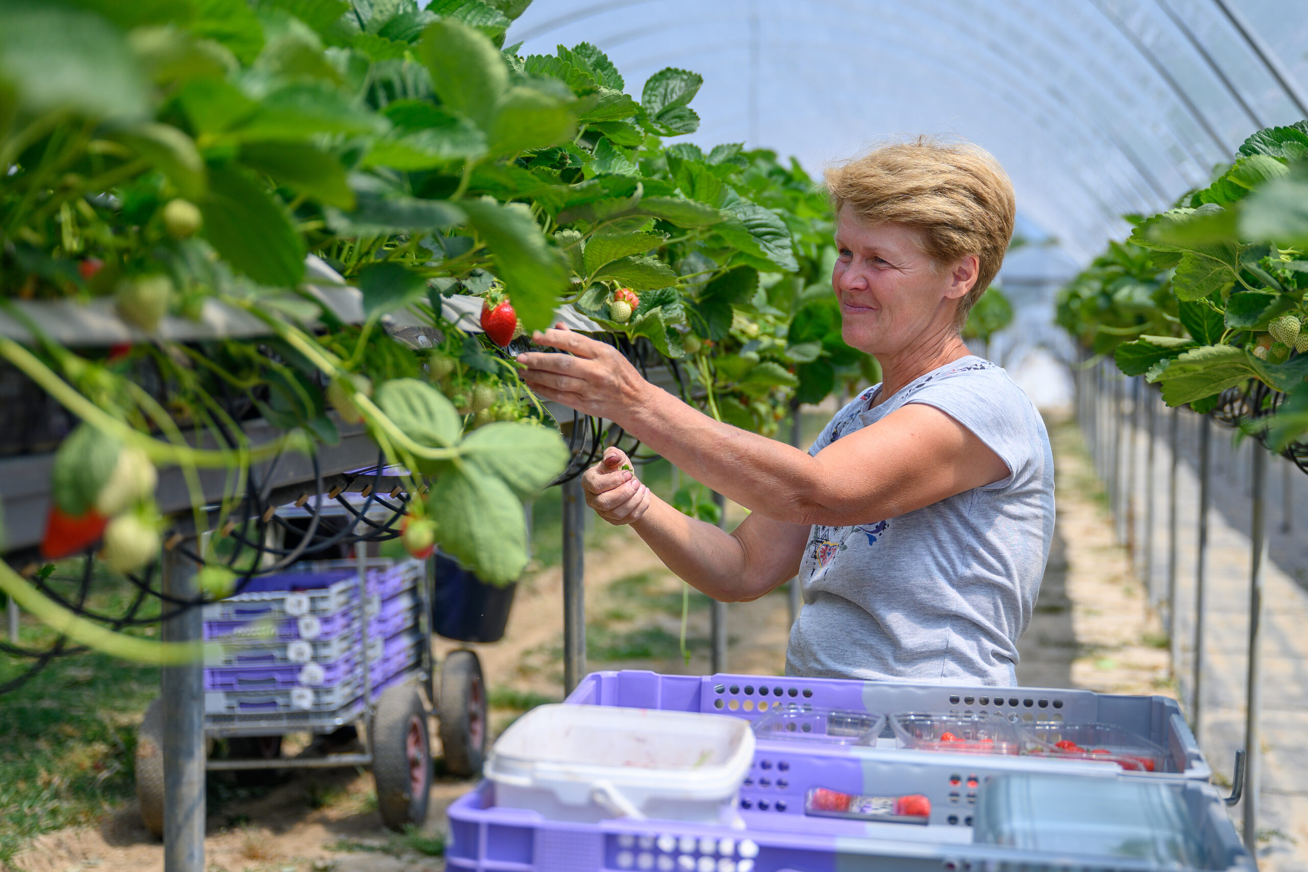 Woman picking strawberries in fruit tunnel