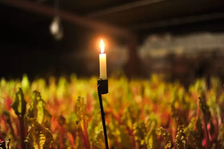 Indoor forced rhubarb