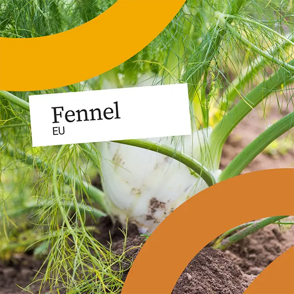 United Fresh fennel image