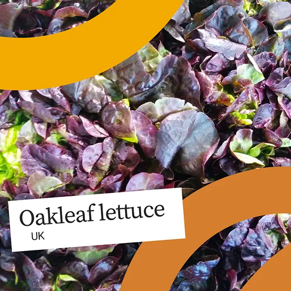 Image of oakleaf lettuce distributed by United Fresh