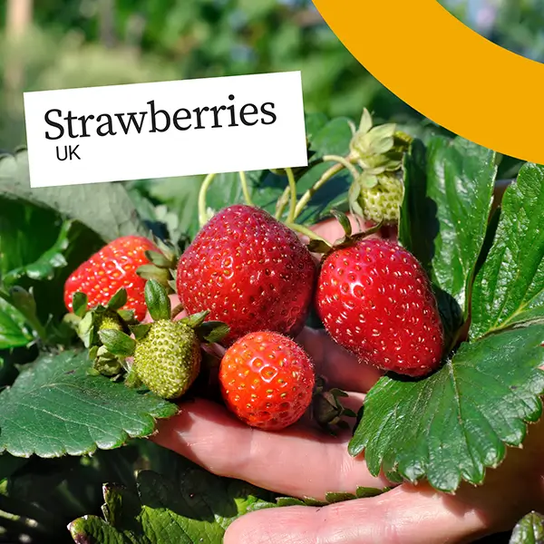 UnitedFresh-Strawberries2