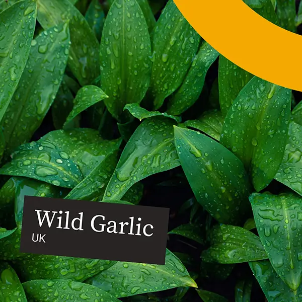 UnitedFresh-Wild-Garlic