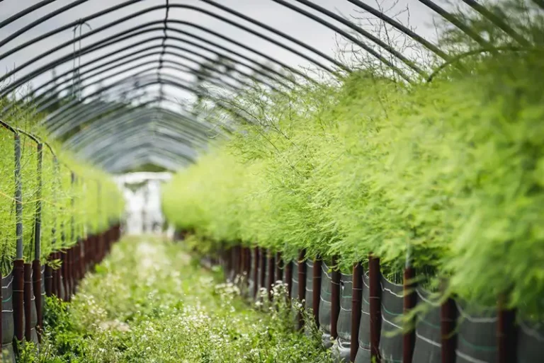 Image of asparagus grown at New Forest Fruits