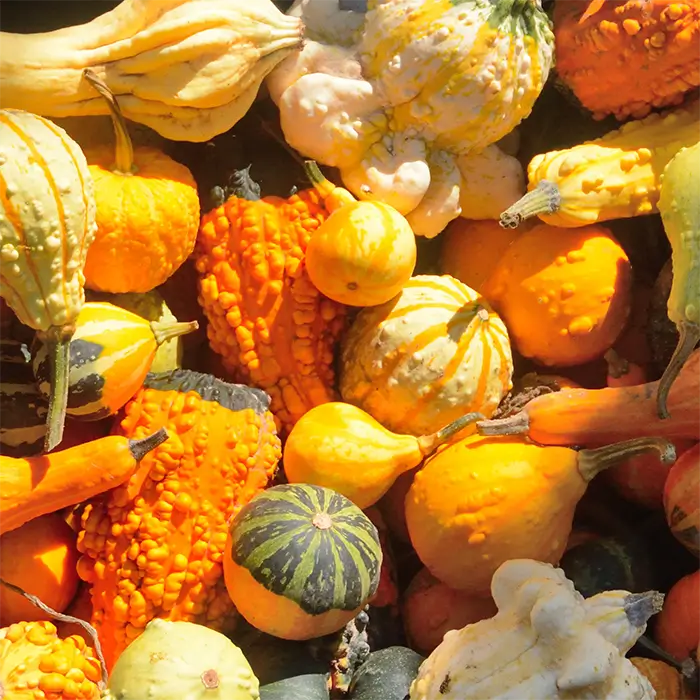 Image of various Pumpkins and courgettes